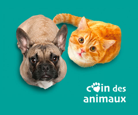 Une image montrant un chat et un chien regardant la caméra avec un texte indiquant " coin des animaux "